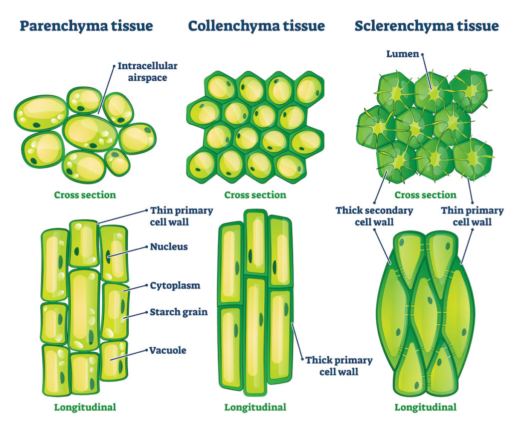 Life Sciences Grade 10 Plant Tissues Notes - distinctionpass.com