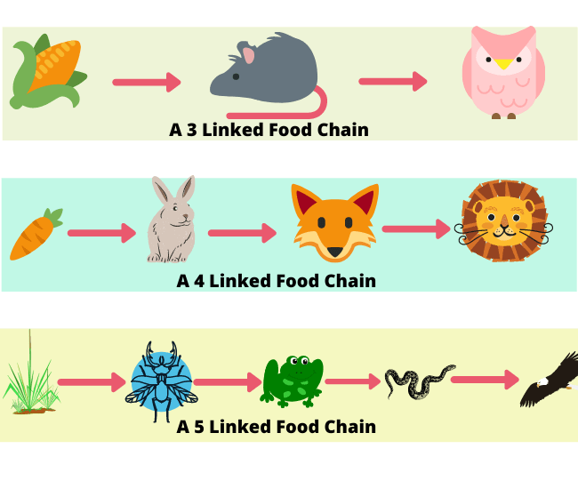 Energy Chain for Herbivore - Grade 4